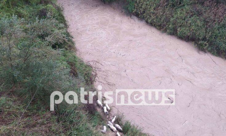 Επιχείρηση της ΕΜΑΚ για την διάσωση προβάτων που κινδύνευαν να πνιγούν