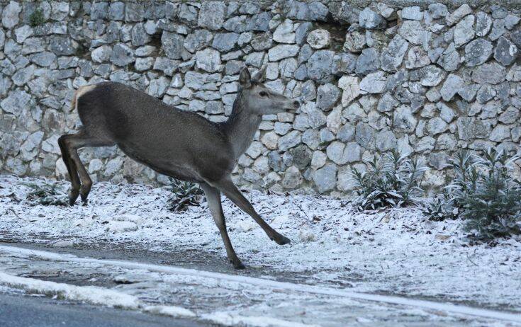 Κακοκαιρία Λέναδρος: Διακοπή κυκλοφορίας προς την Πάρνηθα – Πού απαγορεύεται η κίνηση φορτηγών