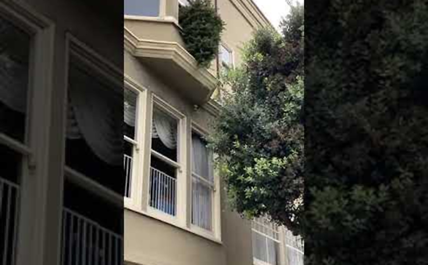 Η πιο τέλεια&#8230; προσγείωση δέντρου που έχεις δει