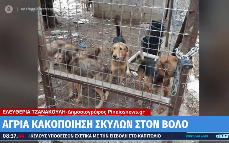 Άγρια κακοποίηση σκύλων στον Βόλο – Βρέθηκαν σκελετωμένοι και βασανισμένοι