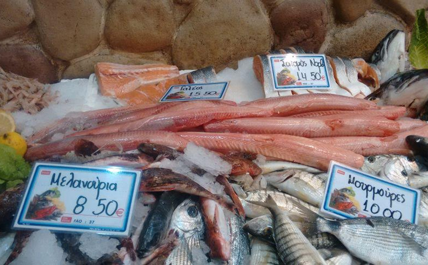 «Fish stories»: Το ΙΝΑΛΕ μας συστήνει τους καρχαρίες, τους κέφαλους και τα χέλια