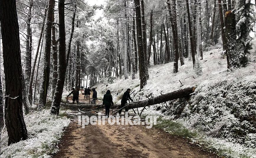 Δέντρο έπεσε από το βάρος του χιονιού στα Γιάννενα – Από θαύμα δεν τραυματίστηκε κανείς