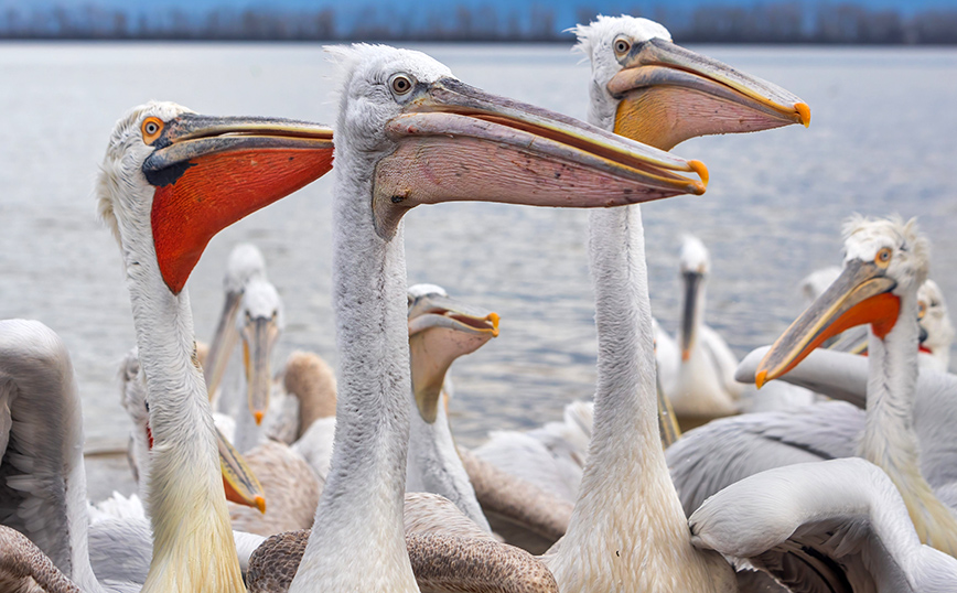 Νεκροί 50 αργυροπελεκάνοι στη λίμνη Κερκίνη από τη γρίπη των πτηνών