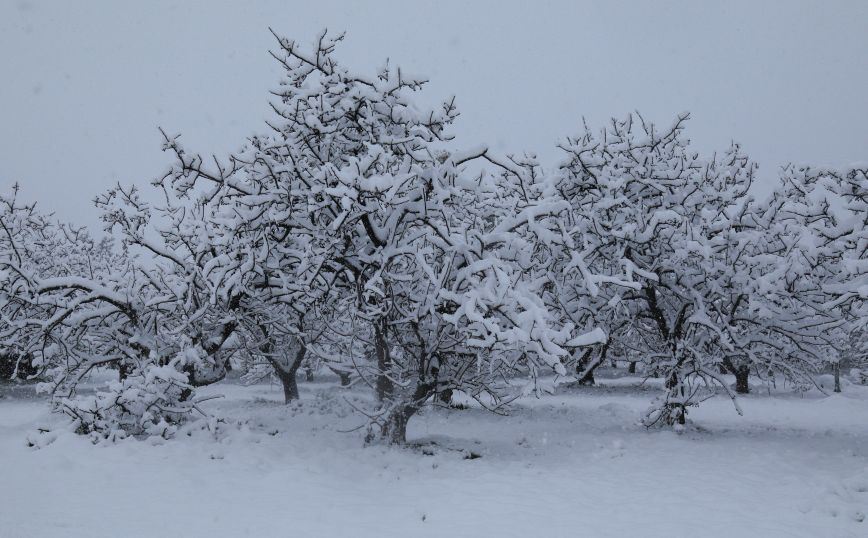 Κακοκαιρία «Μήδεια»: Το χιόνι ήταν πιο υγρό και πιο βαρύ, γι’ αυτό έπεσαν πολλά δέντρα
