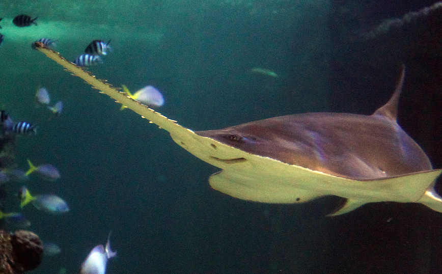 Το παράξενο ψάρι με μύτη… πριόνι που κινδυνεύει με εξαφάνιση