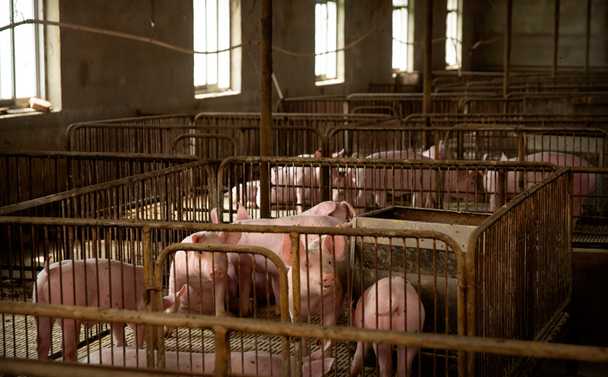Νέοι φόβοι πανδημίας: 3.000 γουρούνια θα σκοτώσουν στο Χονγκ Κονγκ ανησυχώντας για τη γρίπη των χοίρων
