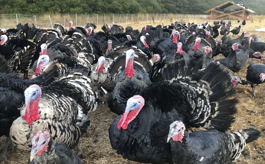 Ουγγαρία: Ξέσπασμα γρίπης των πτηνών σε αγρόκτημα με γαλοπούλες