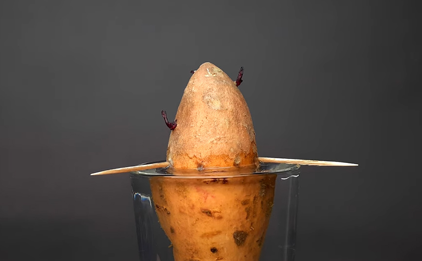 Τι θα συμβεί αν βάλεις μια γλυκοπατάτα σε νερό για σχεδόν ένα μήνα