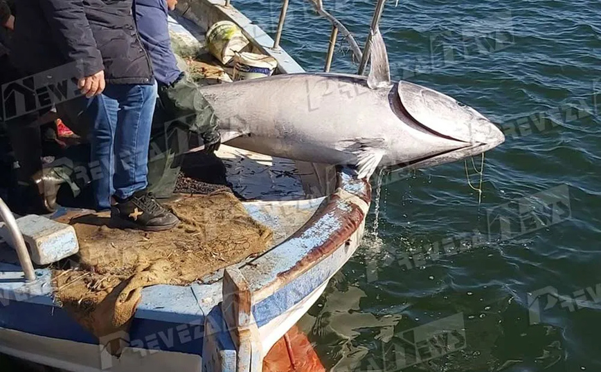 Πρέβεζα: Τα δίχτυα έπιασαν τόνο 130 κιλά