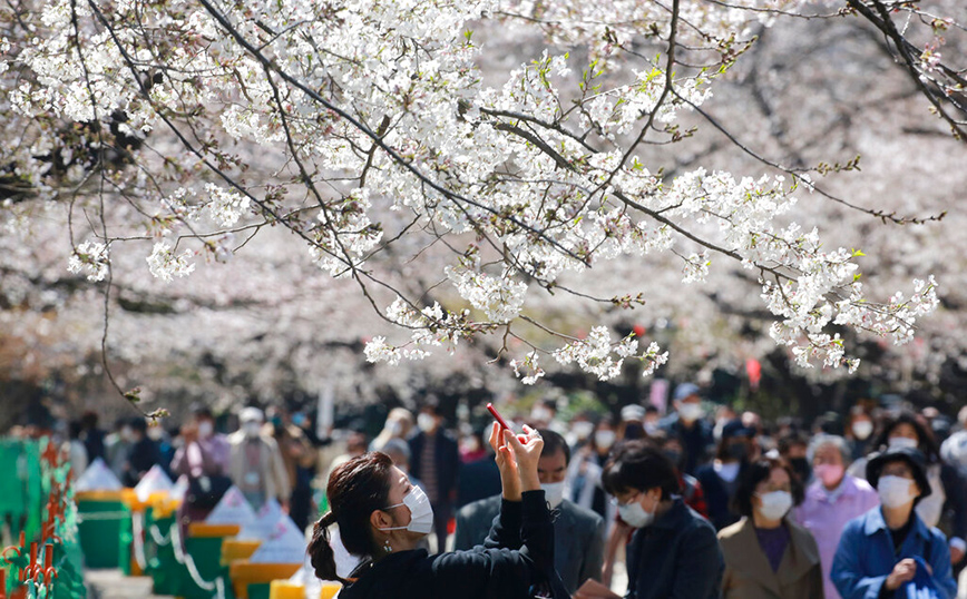 Οι κερασιές άνθησαν στην Ιαπωνία αλλά οι άνθρωποι τις κοιτούν από μακριά