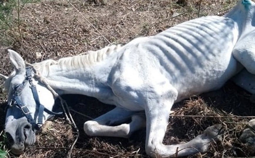 Η Ιόλη κέρδισε μία δεύτερη ζωή: Το πριν και το μετά του αλόγου που βρέθηκε αποστεωμένο το 2020