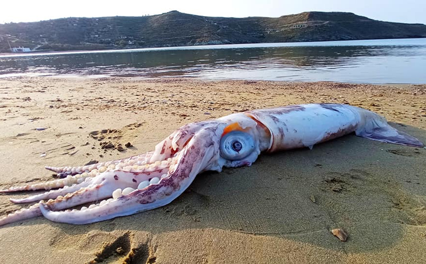 Τζια: Η θάλασσα ξέβρασε γιγάντιο θράψαλο