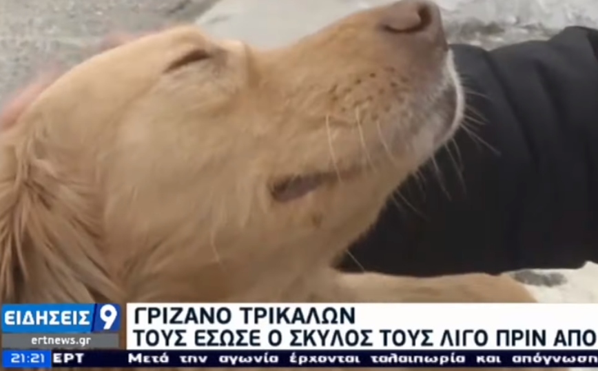 Σκύλος διαισθάνθηκε τον σεισμό στην Ελασσόνα και έσωσε μία οικογένεια: Mε τραβούσε από το πόδι για να με βγάλει έξω