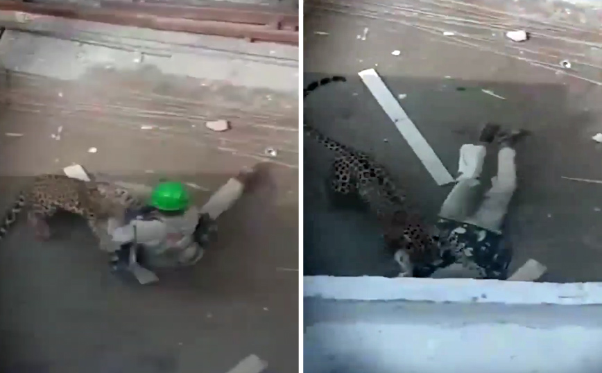 Τρομακτικό βίντεο με λεοπάρδαλη που ορμά πάνω σε άντρα και τον ρίχνει κάτω