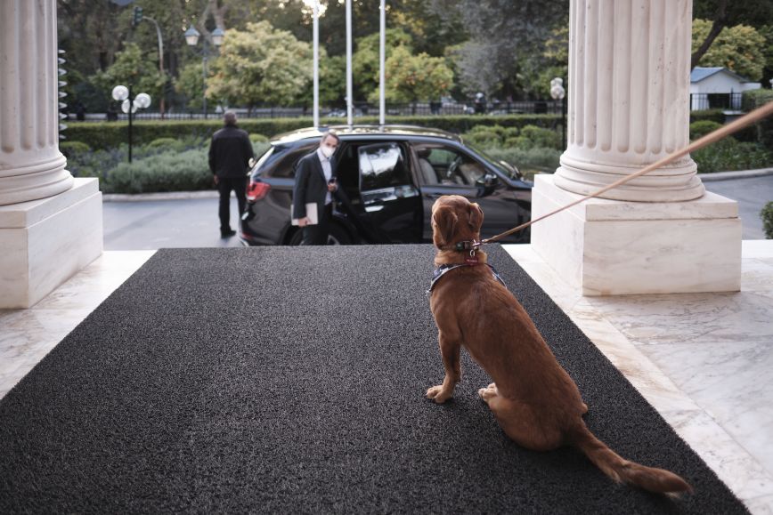 Το Μέγαρο Μαξίμου απέκτησε τετράποδο ένοικο