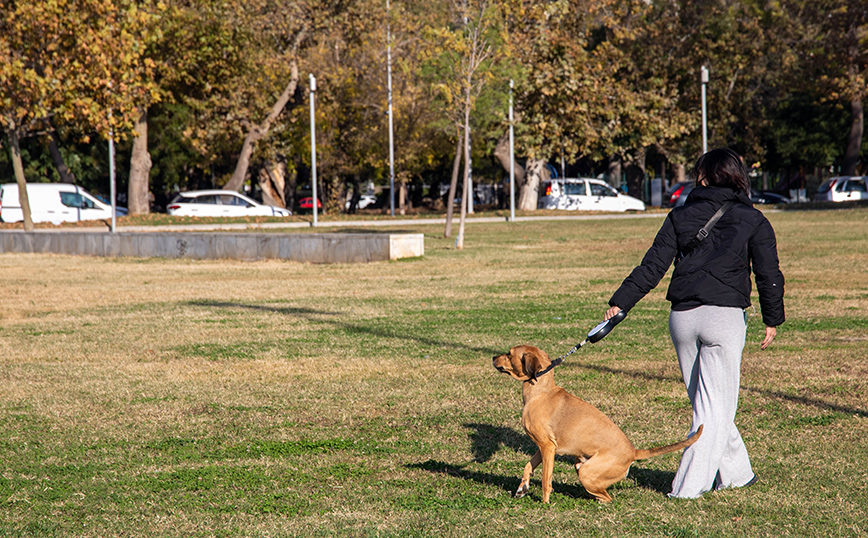 «Σαφάρι» ελέγχων στη Θεσσαλονίκη και πρόστιμα σε ιδιοκτήτες σκύλων χωρίς λουρί