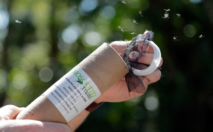 Γιατί απελευθερώνουν χιλιάδες γενετικά τροποποιημένα κουνούπια στη Φλόριντα