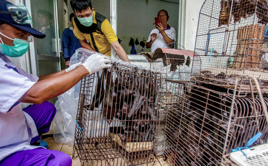 «Καμπανάκι» ΠΟΥ: Ζητά την αναστολή της πώλησης ζωντανών, άγριων ζώων σε αγορές