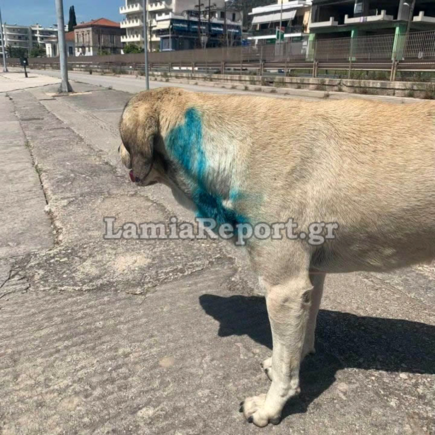 Έβαψαν αδέσποτο σκύλο με σπρέι στη Στυλίδα