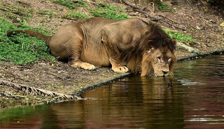 Θετικά στον κορονοϊό οκτώ λιοντάρια σε ζωολογικό κήπο στην Ινδία