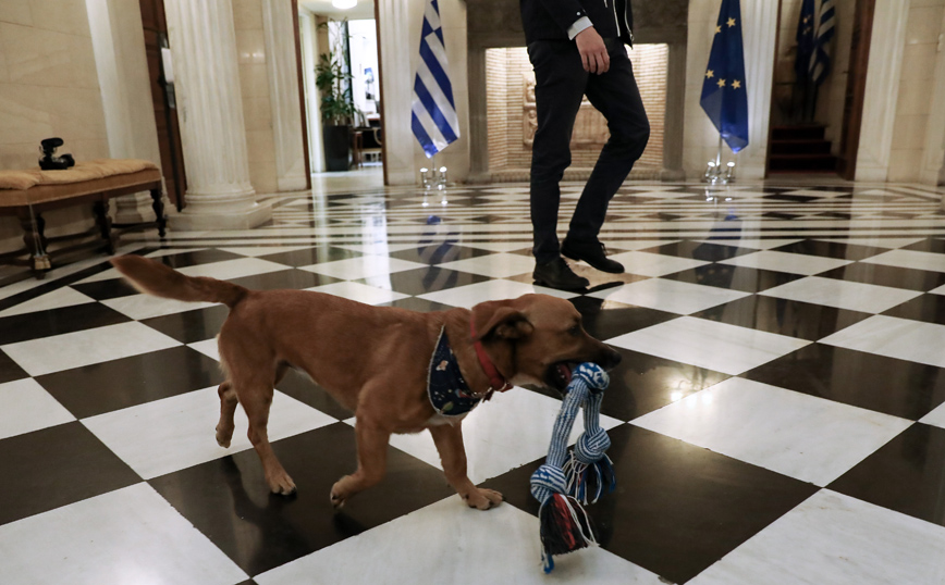 Τα παιχνίδια του Peanut στο Μέγαρο Μαξίμου πριν την συνάντηση Μητσοτάκη – Ρέγκλινγκ