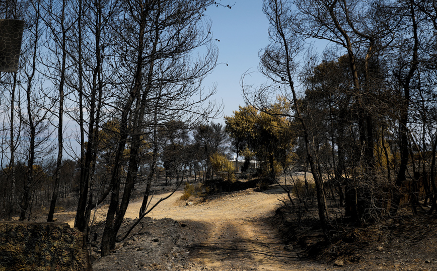 Γεράνεια Όρη: Να κηρυχτεί άμεσα αναδασωτέα η περιοχή ζητά το Περιφερειακό Συμβούλιο Αττικής