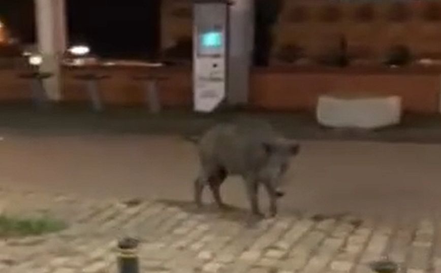 Νέα εμφάνιση αγριογούρουνου στη Θεσσαλονίκη