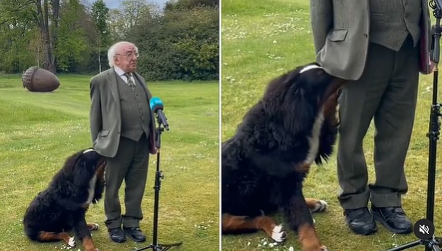 Ιρλανδία: Ο σκύλος του προέδρου Χίγκινς ζήταγε απεγνωσμένα χάδια &#8211; Δείτε το βίντεο