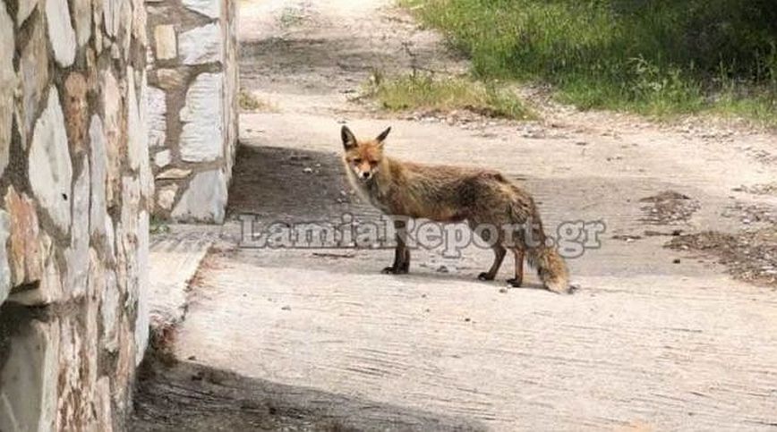 Μια αλεπού διαφορετική από τις άλλες στη Γλύφα της Φθιώτιδας