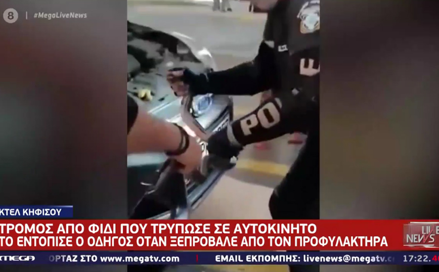 Φίδι σκόρπισε τον&#8230; πανικό στα ΚΤΕΛ Κηφισού