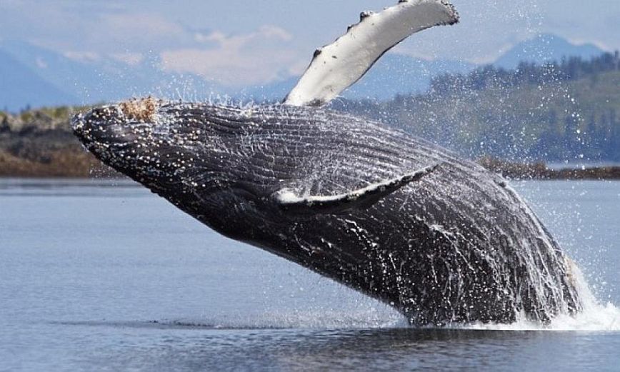 Γκρίζα φάλαινα θεάθηκε για πρώτη φορά στις ακτές της Γαλλίας στη Μεσόγειο &#8211; Δείτε βίντεο