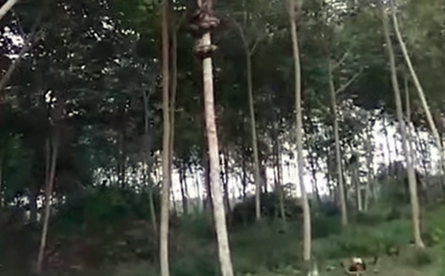 Πύθωνας&#8230; αράχνη σκαρφαλώνει σε δέντρο σε δευτερόλεπτα