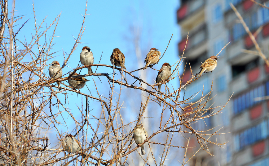 Μειώθηκε ο πληθυσμός των πουλιών παγκοσμίως &#8211; Τα σπουργίτια πολυπληθέστερο είδος