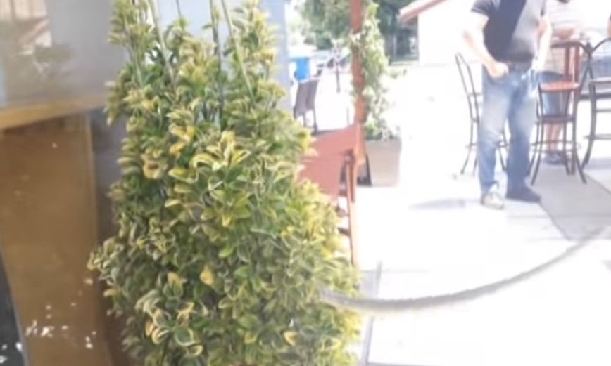 Φίδι βγήκε για… καφέ στις Σέρρες – Βίντεο με τον ασυνήθιστο πελάτη