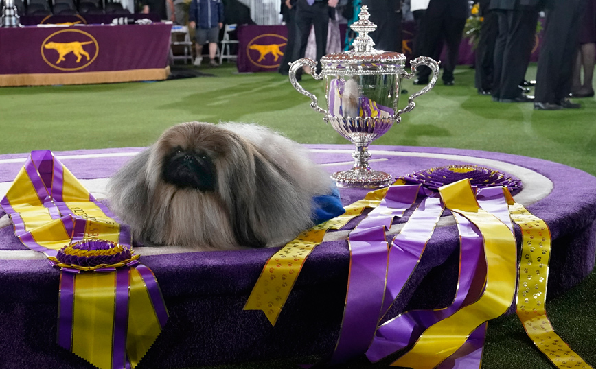Ένα χνουδωτό πεκινουά νικητής στο δημοφιλέστερο σόου σκύλων στις ΗΠΑ &#8211; Εικόνες από τον διαγωνισμό