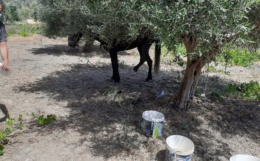 Πρόστιμο 30.000 ευρώ για κακοποίηση αλόγου – Του έβγαλε την οπλή