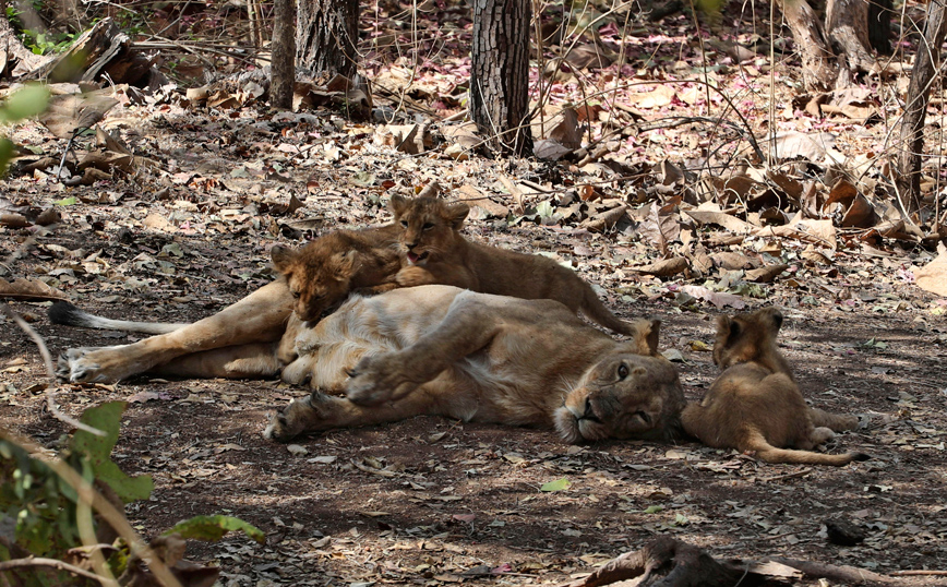 Μια λιονταρίνα πέθανε από κορονοϊό σε ζωολογικό κήπο της Ινδίας