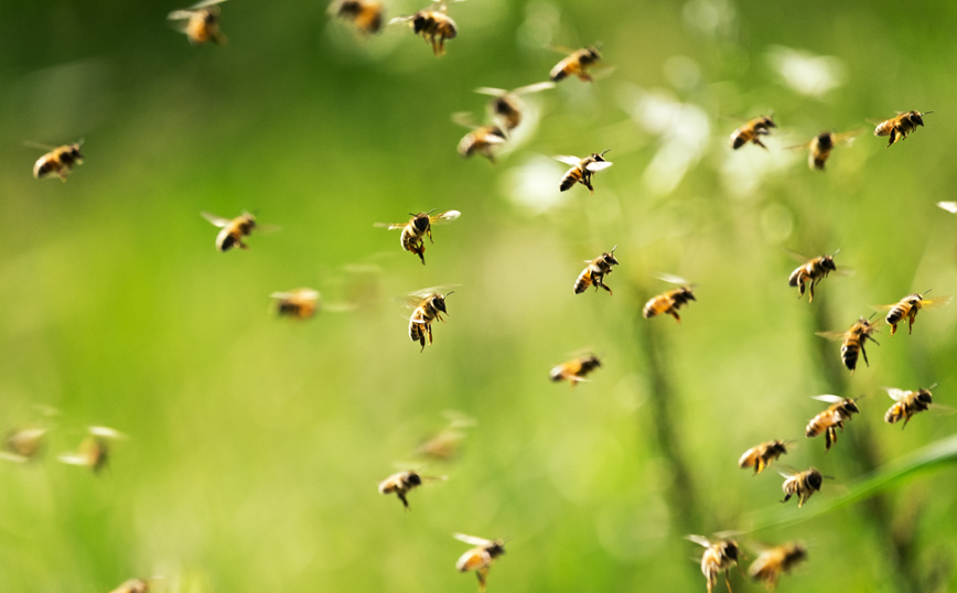 Λήμνος: Τον τσίμπησαν μέλισσες και πέθανε