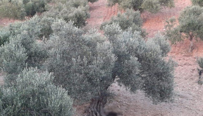 Θρήνος στο Ηράκλειο: Αυτοπυροβολήθηκε 20χρονος &#8211; Βρέθηκε νεκρός σε χωράφι στην Μεσαρά