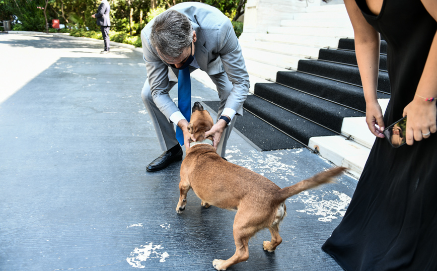 Ο Peanut υποδέχεται τον Κυριάκο Μητσοτάκη &#8211; Χάδια και παιχνίδια στα σκαλιά του Μεγάρου Μαξίμου