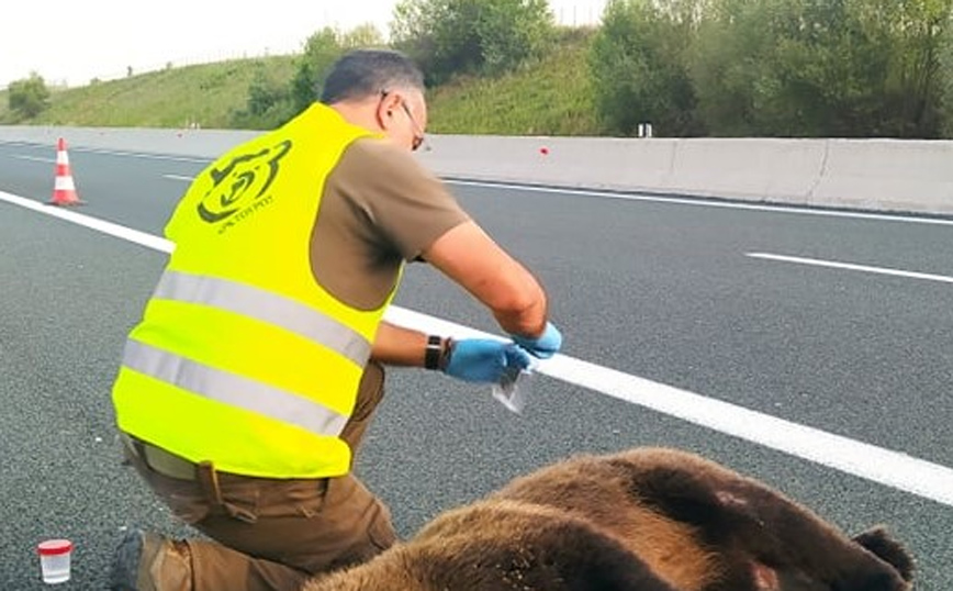 Κοζάνη: Τροχαίο με θύμα νεαρή αρκούδα