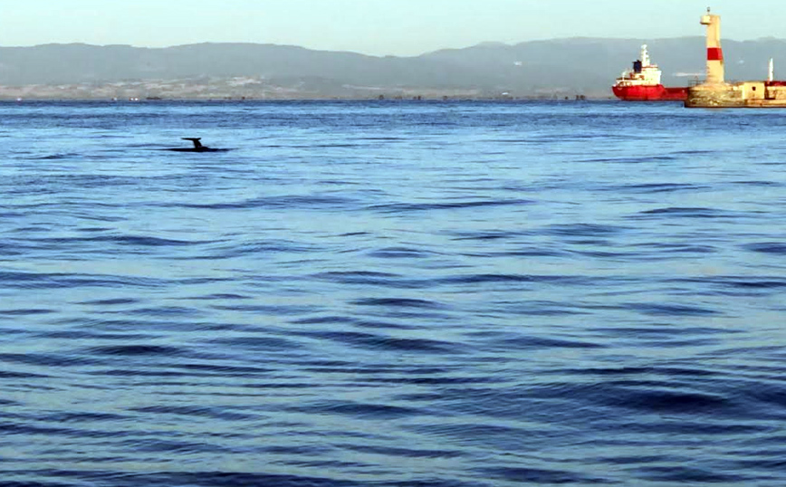 Δελφίνια βγαίνουν βόλτα στην παραλία Θεσσαλονίκης και κάνουν παρέα στους κωπηλάτες