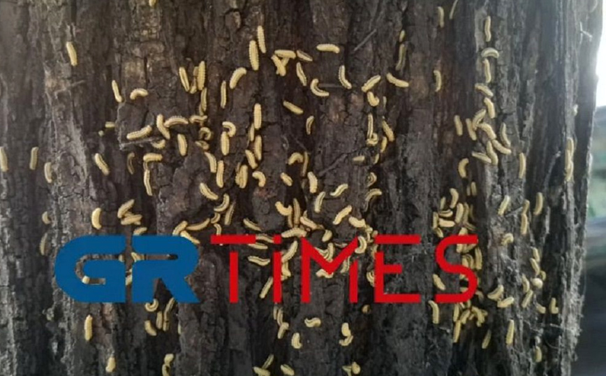 Επιδρομή από κάμπιες στα δέντρα της Τσιμισκή στη Θεσσαλονίκη