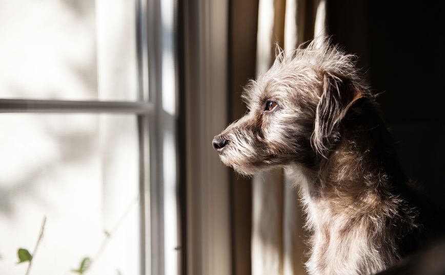 Σκύλος στην Ρόδο δεν άφηνε τον νεκρό ιδιοκτήτη του &#8211; Έκανε πίσω μόνο στον εγγονό του
