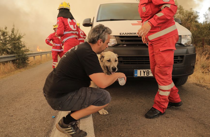 Φωτιά στη Βαρυμπόμπη: Μάχη για να διασωθούν όσα περισσότερα ζώα είναι δυνατό