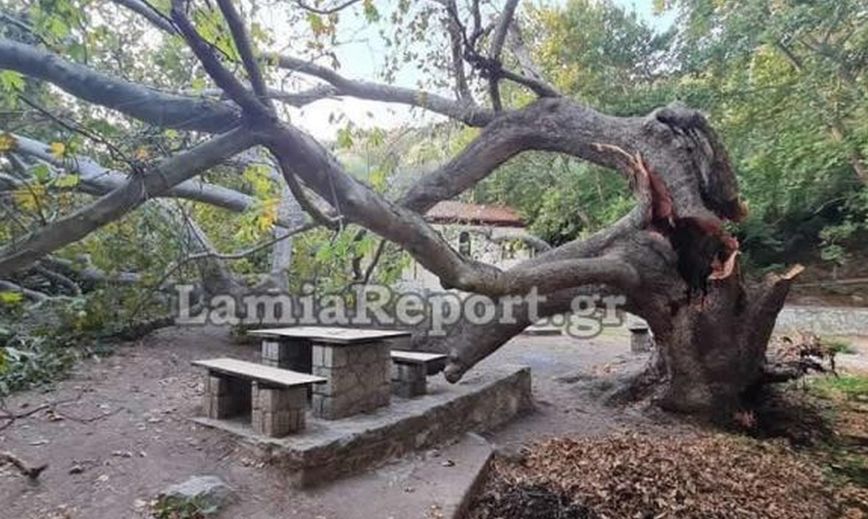 Έπεσε τεράστιος πλάτανος στη Στυλίδα – Από τύχη δεν καταπλάκωσε παρέα νεαρών