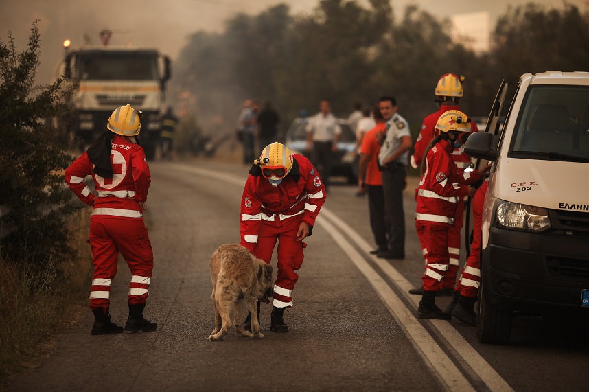 Φωτιές: Η Περιφέρεια Αττικής στο πλευρό των πυρόπληκτων ζώων