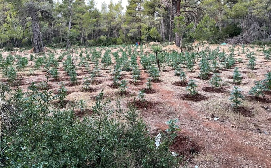 Εντοπίστηκε μεγάλη χασισοφυτεία στα Βίλια Αττικής