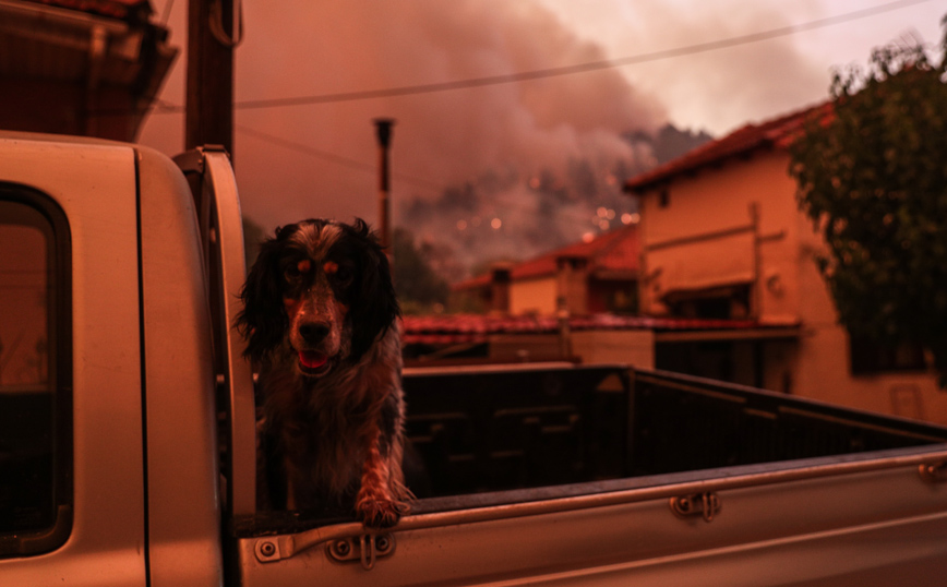 Φωτιές στην Ελλάδα: Τα πυρόπληκτα ζώα εκπέμπουν SOS &#8211; Όσα χρειάζονται και πώς θα τα βοηθήσετε