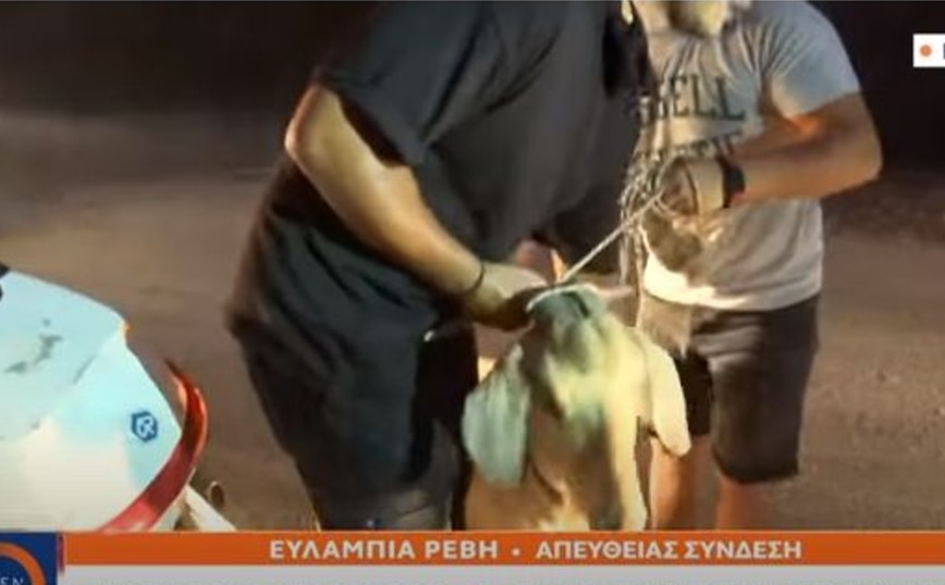 Φωτιά στον Άγιο Στέφανο: Νεαροί εθελοντές έσωσαν κατσικάκι από τις φλόγες – Ήταν δεμένο από τα πόδια
